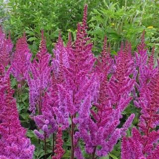 アスチルベ チネンシス ビジョンインレッド Astilbe Chinensis Vision In Red 大森ガーデン アスチルベ チネンシス ビジョンインレッド Astilbe Chinensis Vision In Red 大森ガーデン