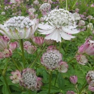 宿根草 】アストランティア｜大森ガーデン 通販サイト