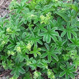 アルケミラ アルピナ Alchemilla Alpina 大森ガーデン アルケミラ アルピナ Alchemilla Alpina 大森ガーデン