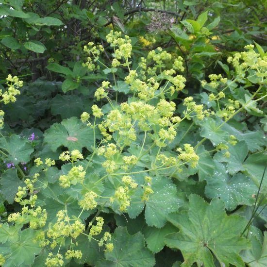 アルケミラ モリス Alchemilla Mollis 大森ガーデン アルケミラ モリス Alchemilla Mollis 大森ガーデン