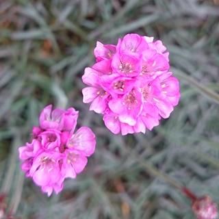 宿根草 】アルメリア｜大森ガーデン