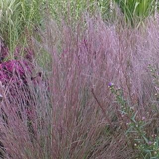 グラス］アンドロポゴン スコパリウス 'プレーリーブルーズ'｜大森ガーデン