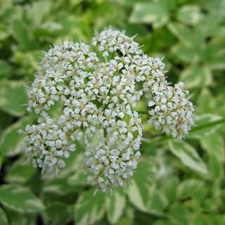 エゴポディウム　イワミツバ 宿根草］エゴポディウム 'バリエガータム'（イワミツバ フイリ）｜大森