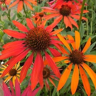 宿根草］エキナセア 'ホットサマー'｜大森ガーデン