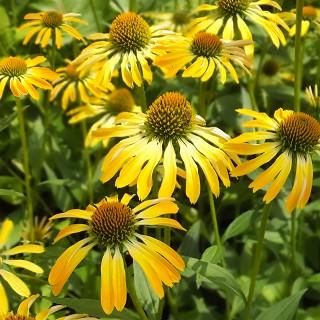 エキナセア プルプレア ゴールデンスキッパー Echinacea Purpurea Golden Skipper 大森ガーデン エキナセア プルプレア ゴールデンスキッパー Echinacea Purpurea Golden Skipper 大森ガーデン