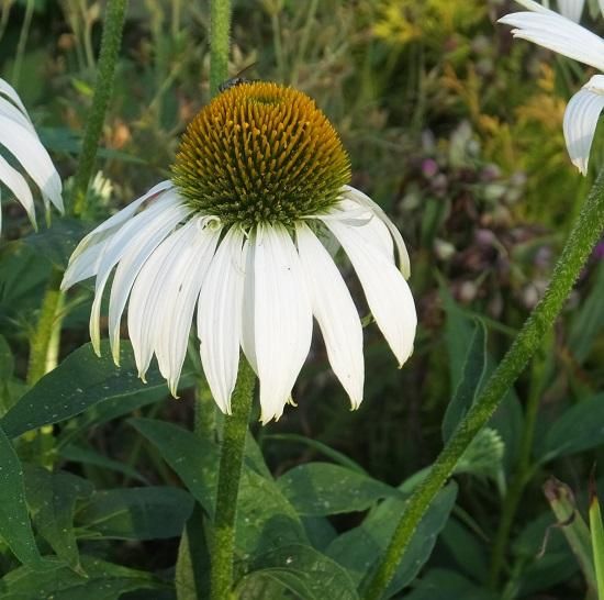 エキナセア プルプレア ベビースワンホワイト Echinacea Purpurea Baby White Swan 大森ガーデン