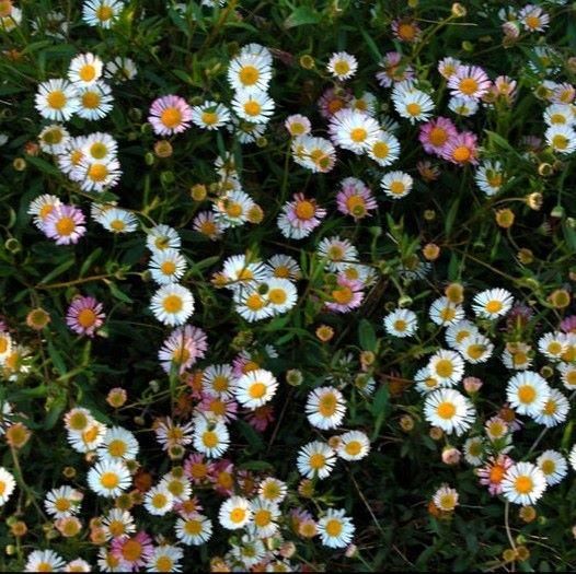 エリゲロン カルバンスキャナス プロフュージョン ゲンペイコギク Erigeron Karvinskianus Profusion 大森ガーデン 通販サイト