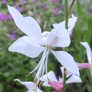 ガウラ ホワイトファウンテン ハクチョウソウ Gaura Lindheimeri White Fountain 大森ガーデン