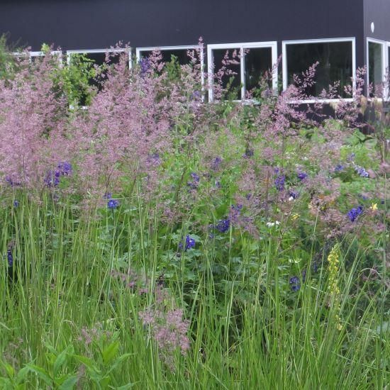 グラス］カラマグロスティス 'オーバーダム' | 大森ガーデン