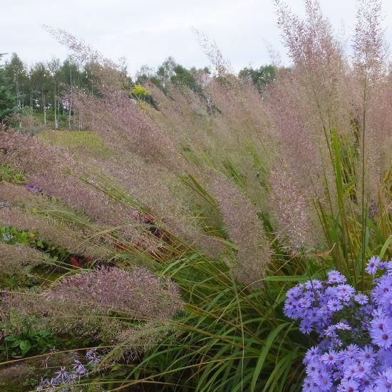 グラス］カラマグロスティス ブラキトリカ | 大森ガーデン