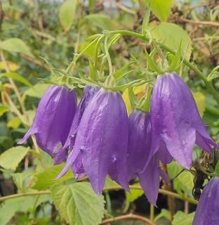 B品セール オフト ネイ カンパニュラ 66 OFT Nei Campanula 66