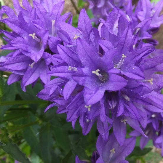 カンパニュラ グロメラータ フレヤ ヤツシロソウ Campanula Glomerata Freya 大森ガーデン