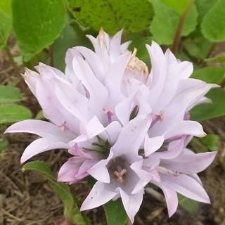 カンパニュラ グロメラータ エメラルド ヤツシロソウ Campanula Glomerata Emerald 大森ガーデン カンパニュラ グロメラータ エメラルド ヤツシロソウ Campanula Glomerata Emerald 大森ガーデン