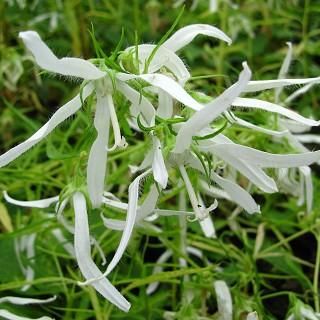 宿根草］カンパニュラ タケシマナ 'ビューティフルトラスト'｜大森ガーデン