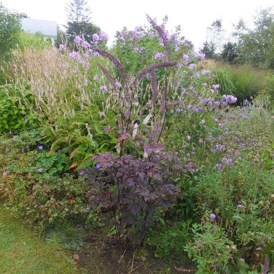 キミキフガ　ブラックネグリジェ　苗　ネコポス キミキフガ ブラックネグリジェ 苗 ネコポス