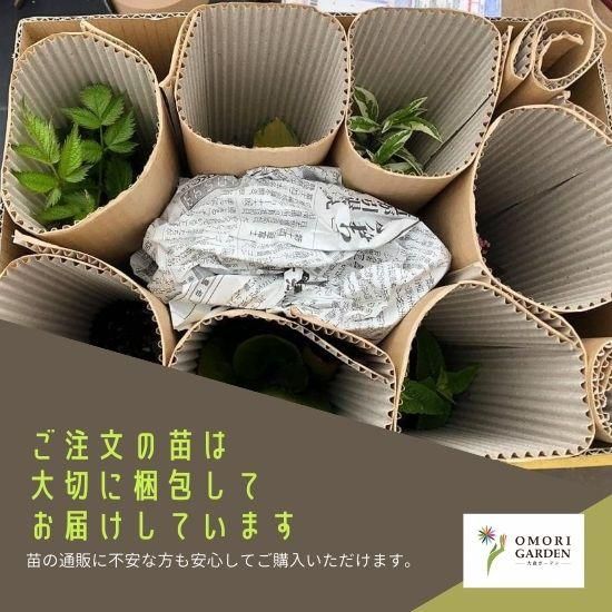 宿根草］キミキフーガ シンプレックス 'ブラックネグリジェ'｜大森ガーデン