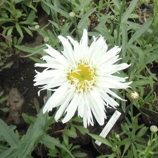 レウカンセマム スーパーバム シャスターデージー スノードリフト Leucanthemum Superbum Snowdrift 大森ガーデン 通販サイト レウカンセマム スーパーバム シャスターデージー スノードリフト Leucanthemum Superbum Snowdrift 大森ガーデン 通販サイト