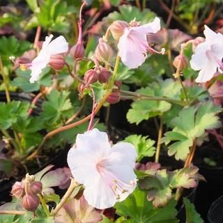 宿根草］ゲラニウム カンタブリジェンス 'ビオコボー'｜大森ガーデン