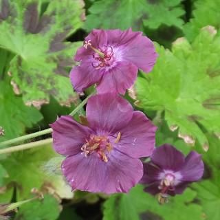 宿根草］ゲラニウム 'パトリシア'｜大森ガーデン