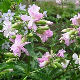 サポナリア オフィシナリス ロゼアプレナ ソープワート Saponalia Officinalis Rosea Plena 大森ガーデン サポナリア オフィシナリス ロゼアプレナ ソープワート Saponalia Officinalis Rosea Plena 大森ガーデン
