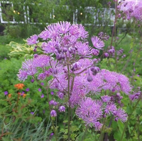 宿根草］サリクトラム アキレジフォリウム 'プルプレウム'｜大森ガーデン
