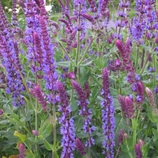 宿根草］エキナセア プルプレア 'ホワイトスワン' ｜大森ガーデン