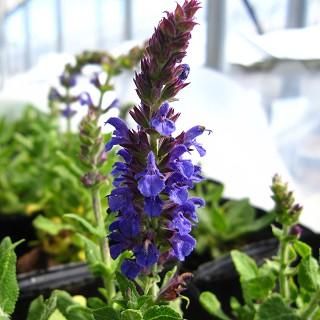 宿根草］サルビア ネモローサ 'マローブルー'｜大森ガーデン