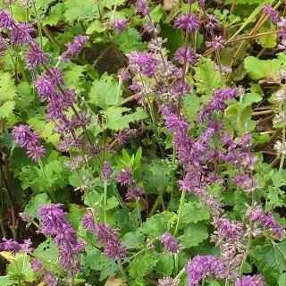 Salvia divinorum サルビア ディビノラム A