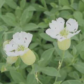 シレネ ユニフローラ ロビンホワイトブレスト Silene Uniflora Robin White Breast 大森ガーデン