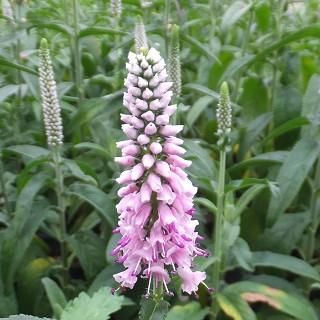 ベロニカ ピンクイブリン Veronica Longifolia Pink Eveline 大森ガーデン