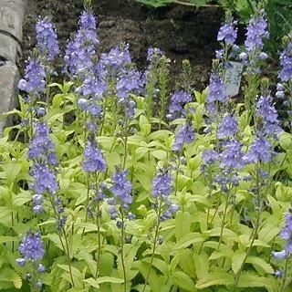 宿根草］ベロニカ オストリアーカ 'オーレア'｜大森ガーデン