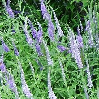 ベロニカ スピカータ 花 ブルー Veronica Spicata 大森ガーデン