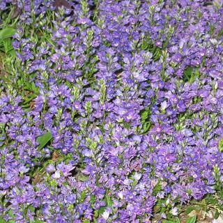 ベロニカ プロストラータ ヘブンリーブル Veronica Prostrata Heavenly Blue 大森ガーデン ベロニカ プロストラータ ヘブンリーブル Veronica Prostrata Heavenly Blue 大森ガーデン