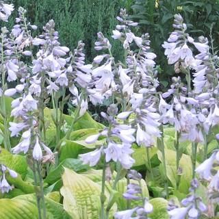 宿根草 】ホスタ（ギボウシ）｜大森ガーデン 通販サイト