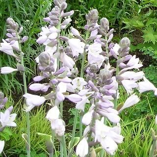 宿根草 】ホスタ（ギボウシ）｜大森ガーデン 通販サイト