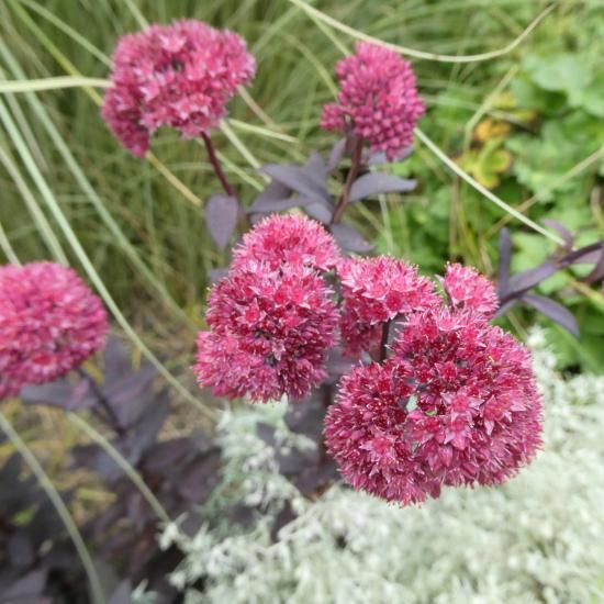 宿根草］セダム 'ホセオバージン'｜大森ガーデン