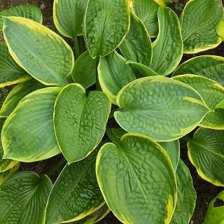 miiページ　ホスタ 楽天市場】 ギボウシ（ホスタ） : おぎはら植物園