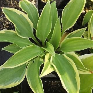 miiページ　ホスタ miiページ ホスタ zxzxbeard | My Miis Wiki | Fandom