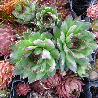 センペルビビューム Sempervivum 大森ガーデン センペルビビューム Sempervivum 大森ガーデン