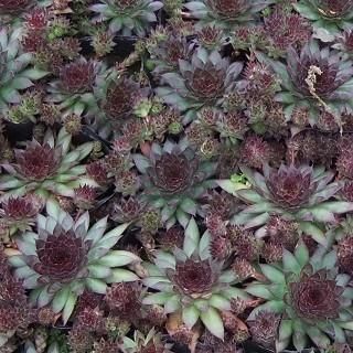 センペルビビューム ブロンコ Sempervivum Bronco 大森ガーデン