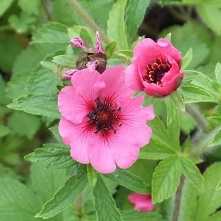 宿根草］ポテンチラ ネパレンシス 'ミスウィルモット'｜大森ガーデン