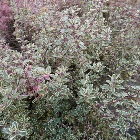 タイム シルバータイム Thymus X Citriodorus Cv Argenteus 大森ガーデン 通販サイト タイム シルバータイム Thymus X Citriodorus Cv Argenteus 大森ガーデン 通販サイト
