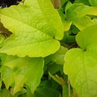 宿根草 】ツタ｜大森ガーデン