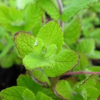 ミント アップルミント Mentha Suaveolens 大森ガーデン