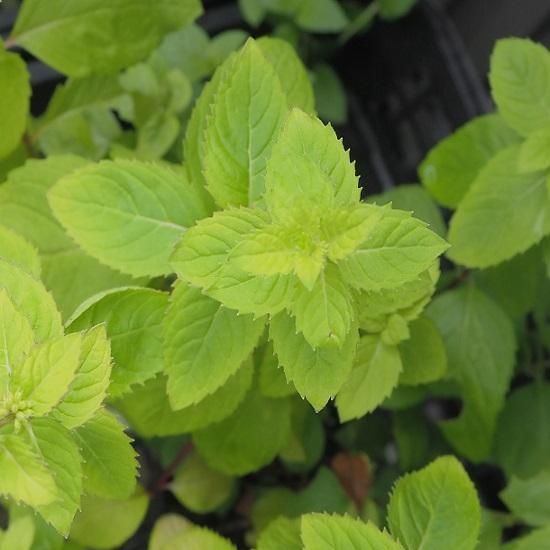 ミント ハッカ Mentha Piperita 大森ガーデン