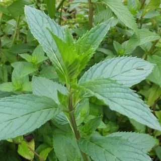 ミント ブラックペパーミント Mentha X Piperita Crispa 大森ガーデン ミント ブラックペパーミント Mentha X Piperita Crispa 大森ガーデン