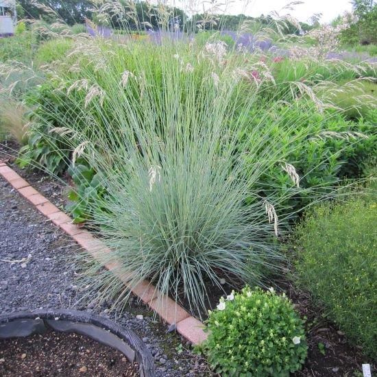 グラス］ヘリクトトリコン センパーバイオレンス（ブルーオーツグラス