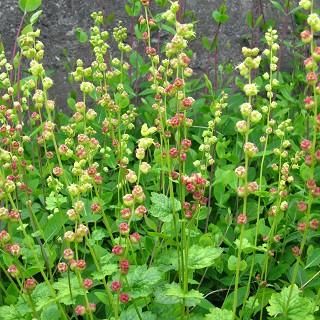 山野草　カリアンテマム　ファレリ 　大株D 宿根草 】テリマ｜大森ガーデン