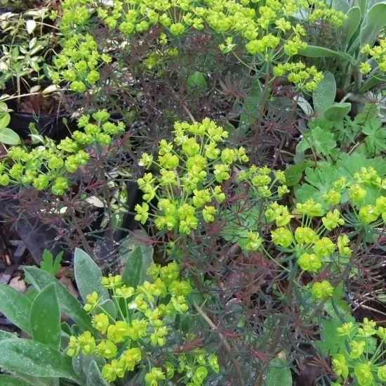 ユーホルビア クラリスハワード Euphorbia Cyparissias Clarice Howard 大森ガーデン ユーホルビア クラリスハワード Euphorbia Cyparissias Clarice Howard 大森ガーデン
