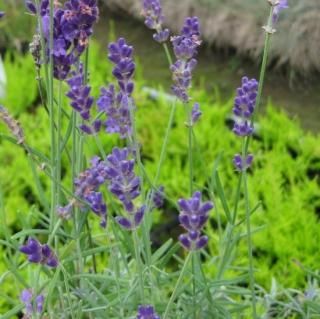 宿根草 】ラベンダー｜大森ガーデン